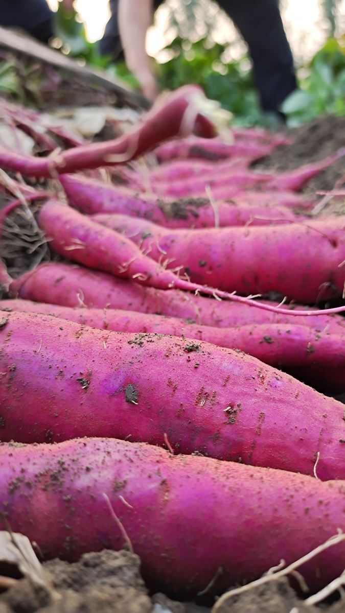 EVO����(�й���)��Ѷ����