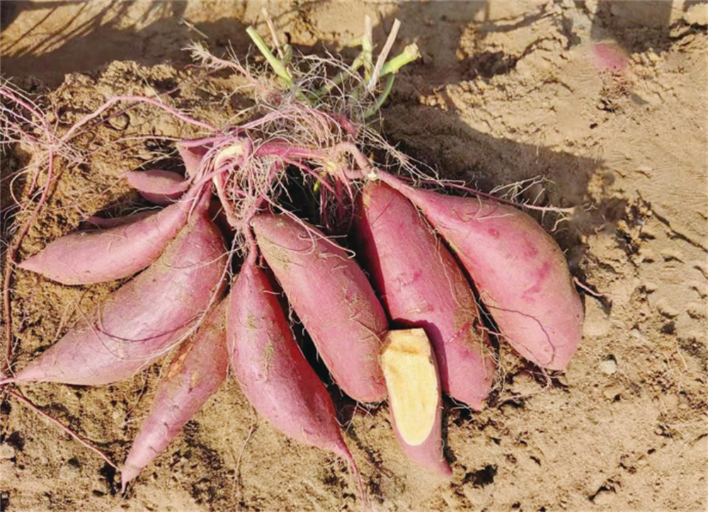 EVO����(�й���)��Ѷ����