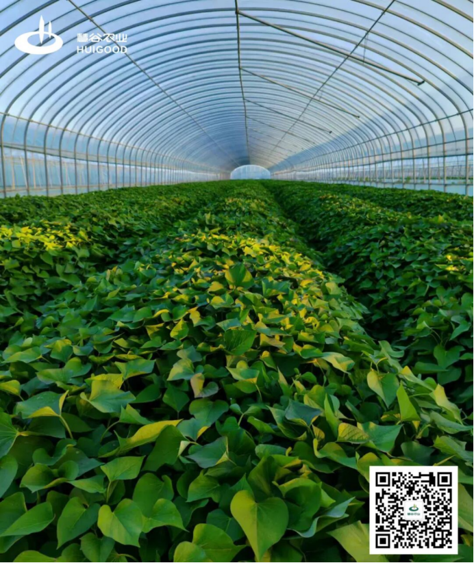 EVO����(�й���)��Ѷ����