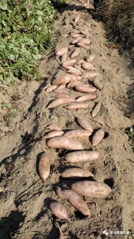 EVO����(�й���)��Ѷ����